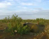 Namiot rozbity wśród krzewów, rower ukryty w zaroślach. Idealne miejsce na biwaki.